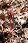 Spring coralroot